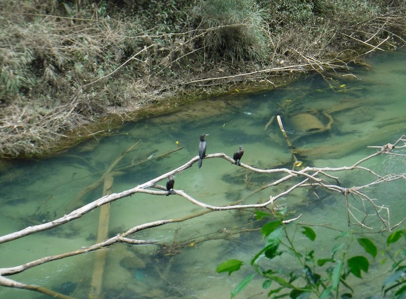 Guanacaste National Park, Belmopan, Cayo District, Belize